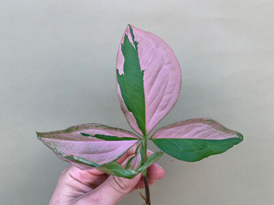 Syngonium Pink Splash Ableger