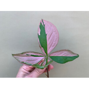 Syngonium Pink Splash Ableger