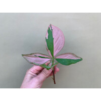 Syngonium Pink Splash Ableger