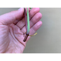 Syngonium Pink Splash Ableger