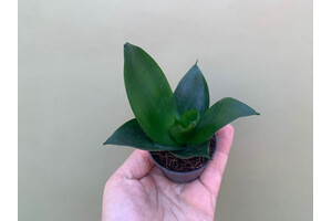 Sansevieria trifasciata Black Jade Babyplant Bogenhanf