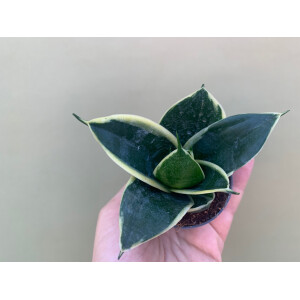 Sansevieria trifasciata Honey Babyplant Bogenhanf