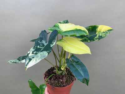 Philodendron Burle Marx variegata XL