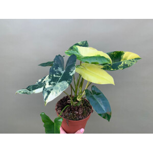 Philodendron Burle Marx variegata XL