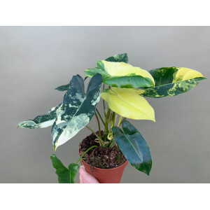 Philodendron Burle Marx variegata XL
