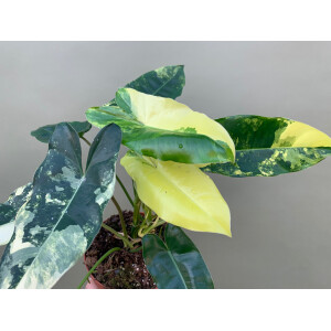 Philodendron Burle Marx variegata XL