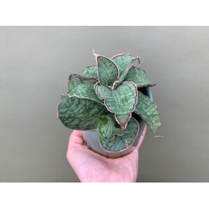Sansevieria Star Green Granite