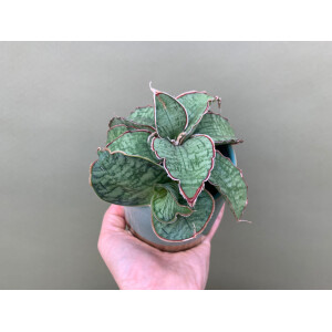 Sansevieria Star Green Granite