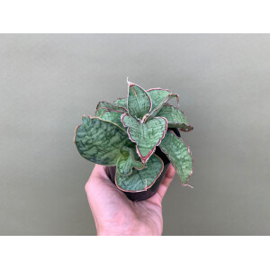 Sansevieria Star Green Granite