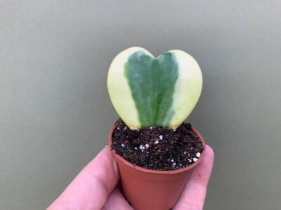 Hoya Kerrii Albomarginata Babyplant