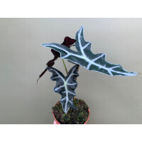Alocasia sanderiana Nobilis M