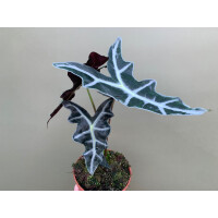 Alocasia sanderiana Nobilis M