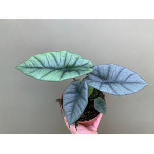 Alocasia platinum L