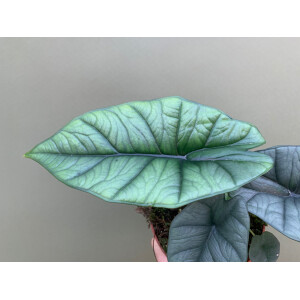 Alocasia platinum L