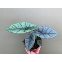 Alocasia platinum L