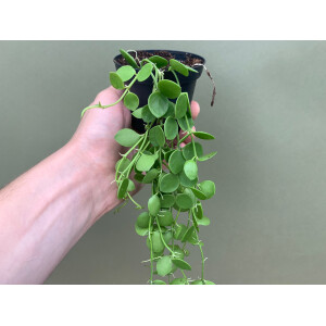 Dischidia nummularia