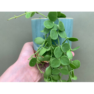 Dischidia nummularia