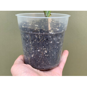 Bens Syngonium & Alocasia Soil, Spezial Erde