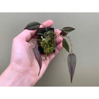 Lepanthes dactylopetala