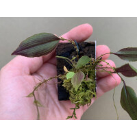 Lepanthes dactylopetala