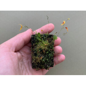 Lepanthes guatemalensis