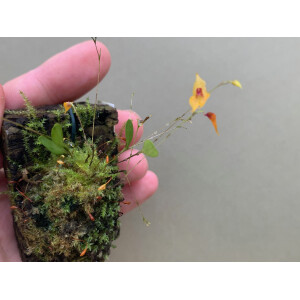 Lepanthes guatemalensis