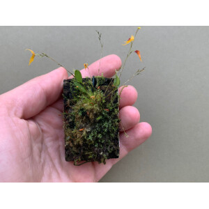 Lepanthes guatemalensis