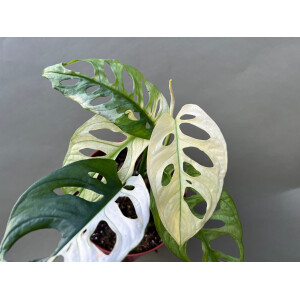Monstera adansonii variegata Rarität Nr. 4