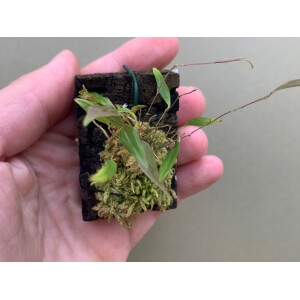 Lepanthes hymenoptera