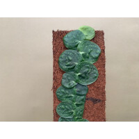 Xaximplatte 10x25x1cm für Rhapidophora und Monstera