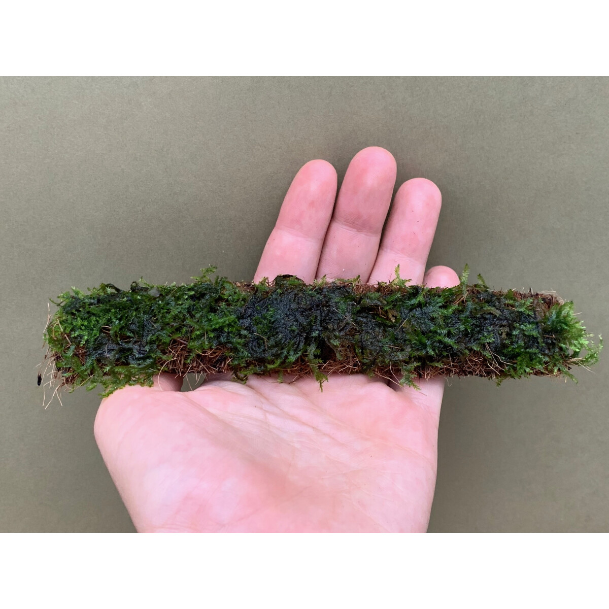 Vesicularia ferriei Moospad 18x3