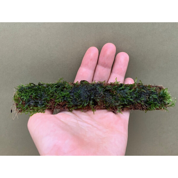 Vesicularia ferriei Moospad 18x3