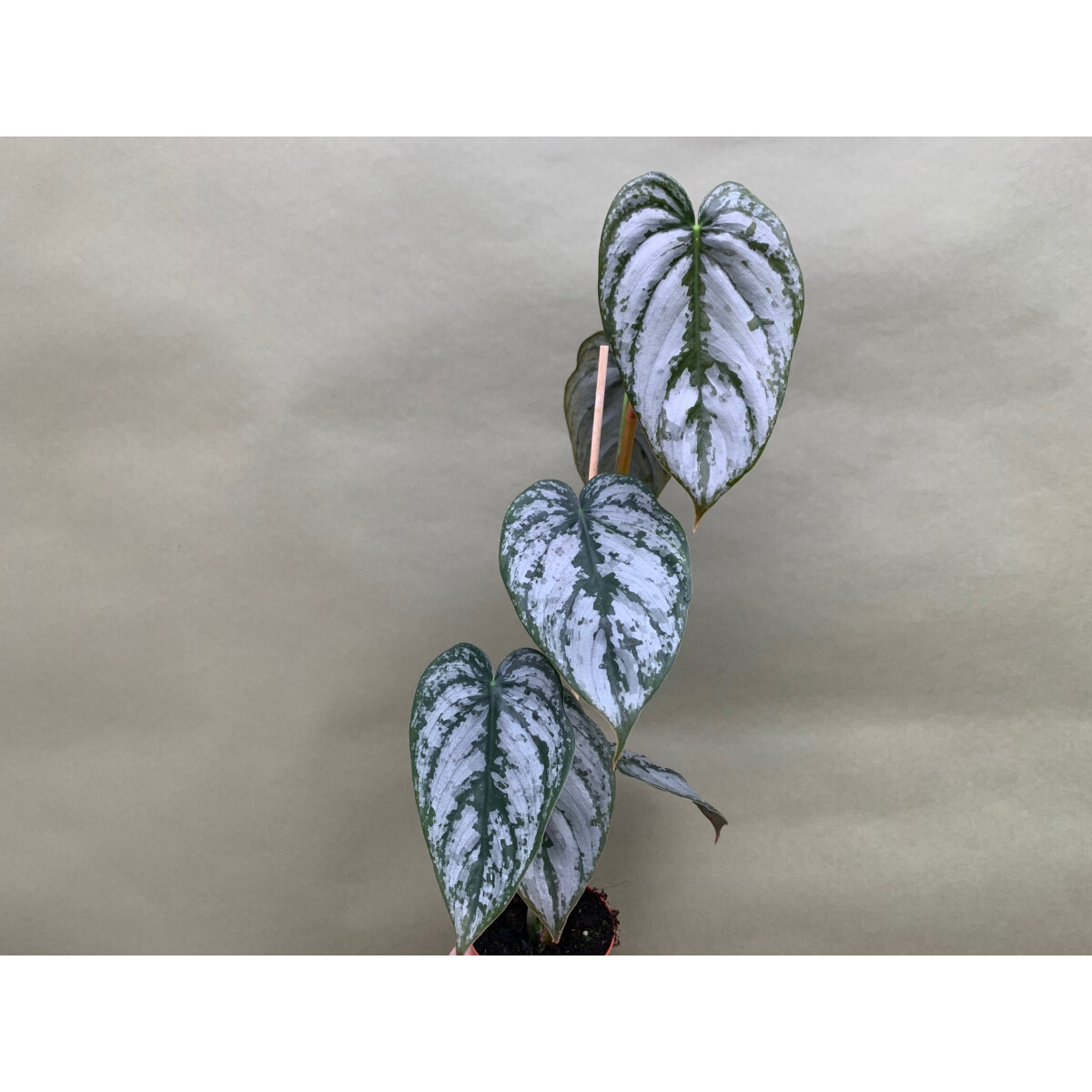 Philodendron brandtianum