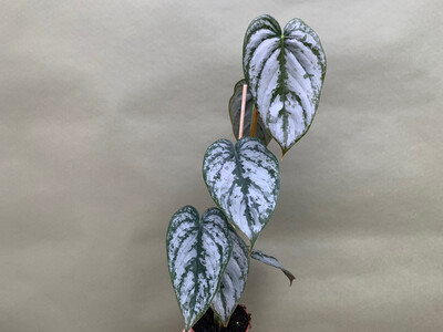 Philodendron brandtianum