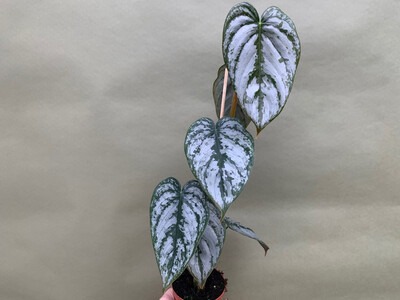 Philodendron brandtianum