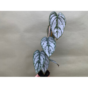 Philodendron brandtianum