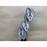 Philodendron brandtianum