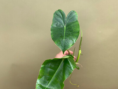 Philodendron Burle Marx Cutting