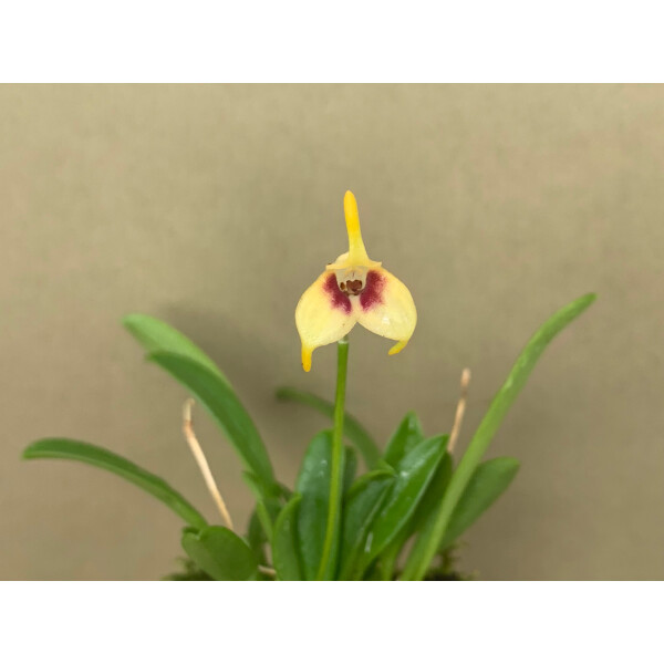 Masdevallia sprucei