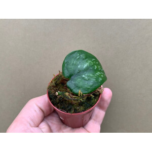 Scindapsus pictus silver splash Babyplant