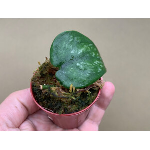 Scindapsus pictus silver splash Babyplant