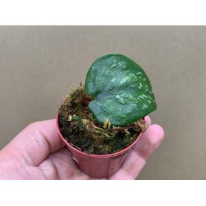 Scindapsus pictus silver splash Babyplant