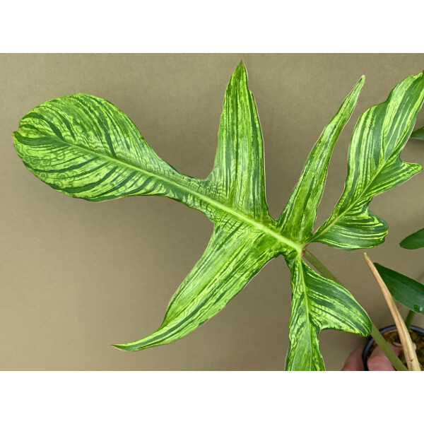 Philodendron Glad Hands variegata