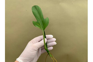 Philodendron Panduriforme Cutting