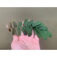 Marcgravia sintenisii Ableger