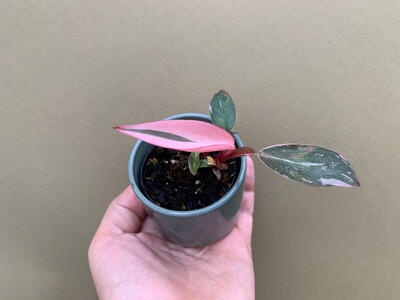 Philodendron Pink Princess S