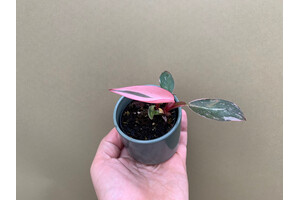 Philodendron Pink Princess S