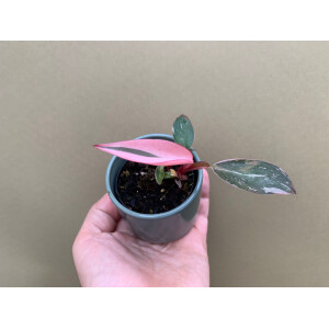 Philodendron Pink Princess S