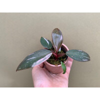 Philodendron Pink Princess S