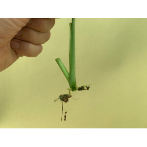 Syngonium podophyllum Mottled Arrowhead Ableger